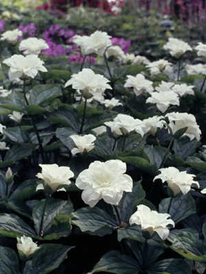 Trillium grandiflorum Flore Pleno